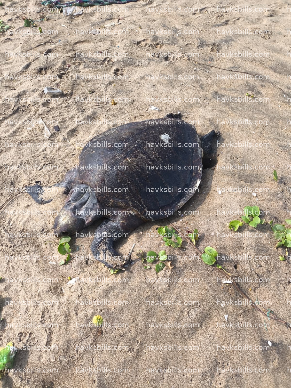 Passed away Sea Turtle, Hawksbills Found on Beach – A Sad Reminder of Ocean Pollution